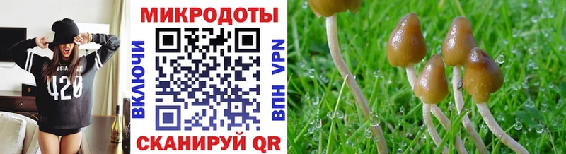 Псилоцибиновые грибы Psilocybe цены Вышний Волочёк